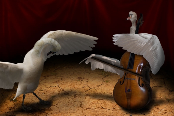 Creation of Strings on Swans: Step 8